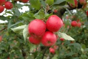 Epagri seleciona interessados em produzir mudas de novos cultivares de maçã