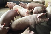 Santa Catarina mantém alta nas exportações de carne suína