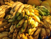 Santa Catarina registra exportação recorde de banana
