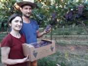 Casal é pioneiro na plantação de uvas em Içara