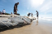 Governo publica medidas de proteção para pesca de arrasto de praia de tainha