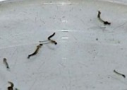 Encontrados focos de mosquito da dengue em Vila Nova