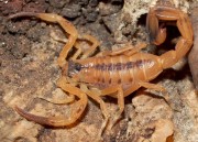Escorpiões são encontrados na Vila Beatriz em Maracajá