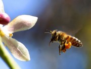 Epagri lança sistema tecnológico inédito no Brasil para apoiar apicultura