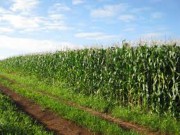 Governo investirá R$ 18,6 milhões para aumentar produção de milho