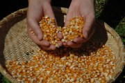 SC encerra colheita de milho com incremento de 17% 