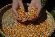 Produtores de milho em SC esperam safra 15,78% maior em 2017