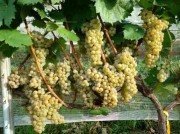 Uvas viníferas resistentes a doenças promete revolucionar mercado