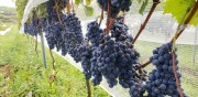 Pesquisadores testam novas espécies para reduzir custos na produção de uvas e vinhos
