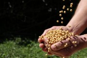 Agronegócio responde por 66% das exportações catarinenses 