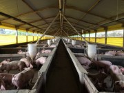 SC embarca segundo lote de carne suína para Coreia do Sul