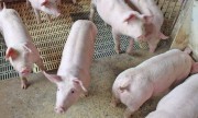 Estado de Santa Catarina bate recorde histórico nas exportações de carne suína