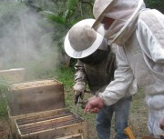 FAO reconhece projeto de seleção e produção de abelhas rainhas 
