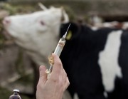 Saiba quais são os principais cuidados no uso de medicamentos na pecuária leiteira