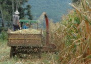 Agricultores catarinenses investem na produção de silagem