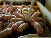 Agroneg&oacute;cio movimenta R$ 61 bilh&otilde;es na economia catarinense
