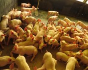 SC amplia exportações de carne suína para China, Chile e Argentina
