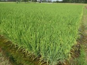 Epagri comemora 25 anos em bom momento do setor agropecu&aacute;rio