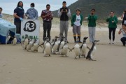 Pinguins s&atilde;o reabilitados e voltam &agrave; natureza