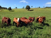 Epagri lan&ccedil;a livro sobre projeto de impulso &agrave; pecu&aacute;ria