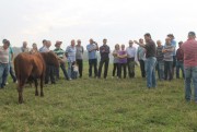 Cocal realiza dia de campo de gado de corte com foco na qualidade da carne