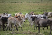 Cidasc completa 37 anos trabalhando pela Defesa Agropecu&aacute;ria