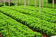 Epagri lan&ccedil;a cultivares org&acirc;nicos de tomate, alface e banana