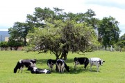 Santa Catarina quer produzir leite tipo exportação