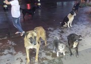 Grupo de cachorros se reúnem em frente ao supermercado