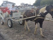 O bom velhinho percorre de charrete as ruas de I&ccedil;ara