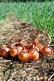 Agropecu&aacute;ria catarinense deve faturar R$ 29 bilh&otilde;es em 2016