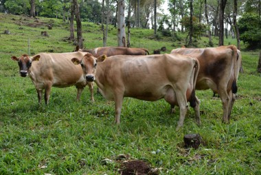 Preços pagos aos produtores de leite em SC registram queda
