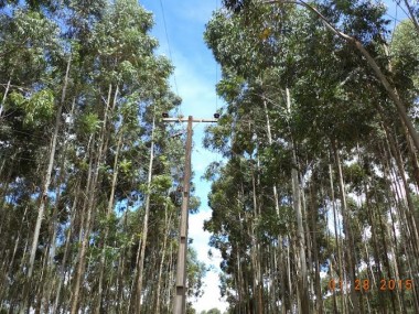 Manobra impede vota&ccedil;&atilde;o de projeto que limita plantio de &aacute;rvores