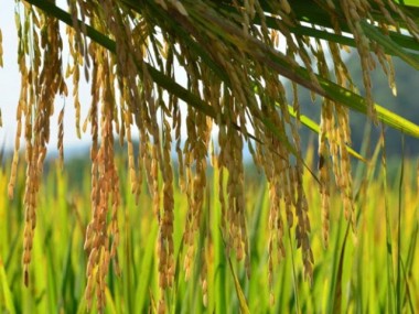 Secretaria da Agricultura e Epagri apresentam o Plano Safra 2020/2021 de SC
