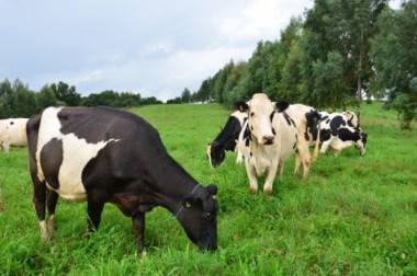 SC investe R$ 7,2 milh&otilde;es para incentivar a produ&ccedil;&atilde;o de leite e carne &agrave; base de pasto