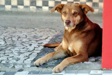 Lei prevê multa de até R$ 20 mil para quem maltratar animais em SC
