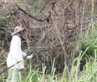 Afugentamento garante prote&ccedil;&atilde;o da fauna nas obras complementares da BR-101