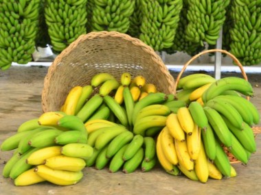 Santa Catarina lidera exporta&ccedil;&otilde;es e prev&ecirc; safra recorde de banana em 2025