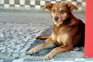 Governador sanciona duas leis que garantem mais direitos aos animais em SC
