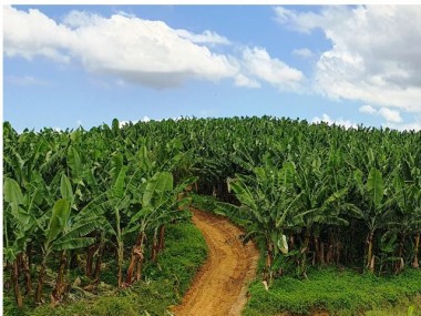 Epagri usa imagens de sat&eacute;lite para mapear bananais de Santa Catarina