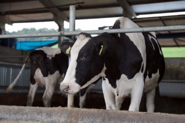 Governo do Estado investe R$ 1 milh&atilde;o em a&ccedil;&atilde;o para apoiar produtores de leite