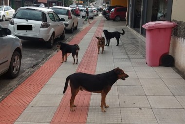 Equipe de Siderópolis realiza ação de controle de parasitas em cães de rua