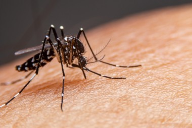HSJos&eacute; realiza estudo cl&iacute;nico de vacina contra a Dengue