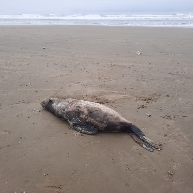 Le&atilde;o-marinho e pinguins s&atilde;o encontrados na beira-mar de Balne&aacute;rio Rinc&atilde;o