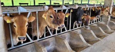 SC celebra 17 anos como Zona Livre de Febre Aftosa sem Vacina&ccedil;&atilde;o 