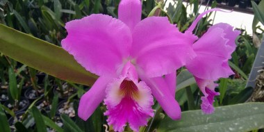 Orquid&aacute;rio de I&ccedil;ara &eacute; premiado em exposi&ccedil;&atilde;o