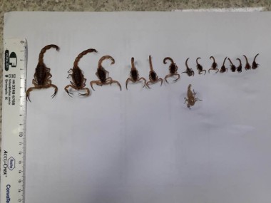 Vigilâncias Sanitárias capturam 15 escorpiões em Maracajá