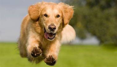 PetPro Expo: maior encontro do mercado pet de SC acontece de 10 a 12 de novembro 